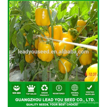 NSP06 Aihuang hybrid Yellow capsium seeds vegetable